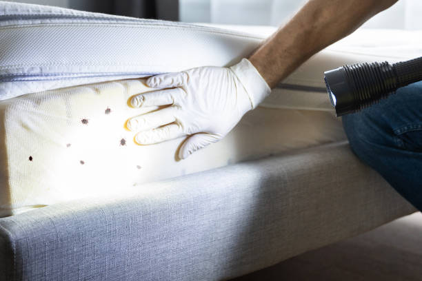 Best Affordable Pest Control Services  in Norfolk, VA