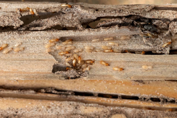 Professional Pest Control in Norfolk, VA