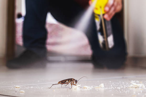 Best Spider Control Near Me  in Norfolk, VA